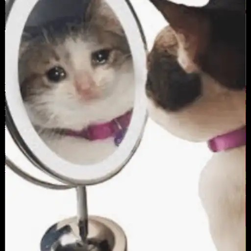 Create meme: bleating cat at the mirror, cat, cute cats funny