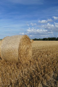 Create meme: hay, a bale of hay