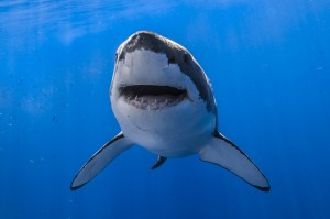 Create meme: depth diver, shark jaws, shark