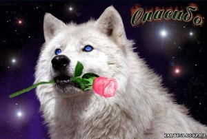 Create meme: wolf and rose pictures, wolf say thank you, a lone wolf with a rose
