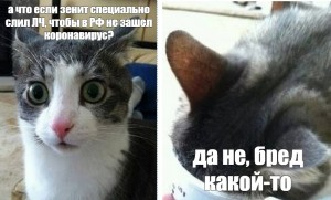 Создать мем: кошка мем, мем кот, мем кот бред какой то