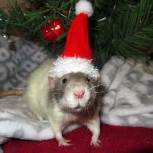 Создать мем: мышь в новогодней шапке, крысы дамбо, крыса дамбо новый год