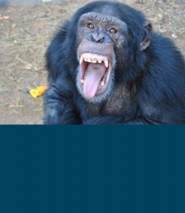 Create meme: teeth of a chimpanzee, the monkey laughs, teeth monkey