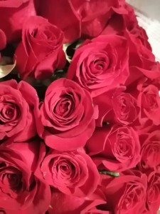 Create meme: Dutch roses, roses, bouquet of roses Wallpaper