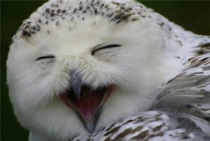 Create meme: owl, animals, bird frenzy