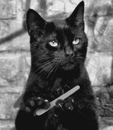 Создать мем: black cat, кот с пилкой, кошка