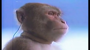 Создать мем: обезьяна в наушниках, monkey type beat, обезьянки