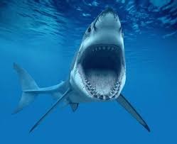 Создать мем: акула с открытой пастью, пасть акулы мегалодон, белая акула