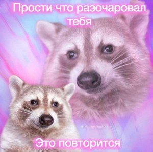 Create meme: memes, raccoon, I apologize