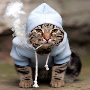 Create meme: cool cat, the cat in the Adidas, the cat in the hood