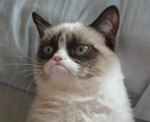 Создать мем: самый сердитый кот, недовольный кот, grumpy cat мем