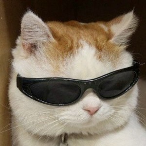 Создать мем: кот в солнечных очках, кот в черных очках