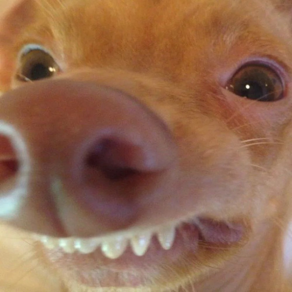 Создать мем: рыжая чихуахуа, неправильный прикус у чихуахуа, собака с зубами