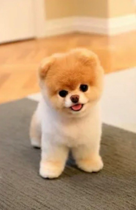 Create meme: Pomeranian , pomeranian bear cub, pomeranian dwarf