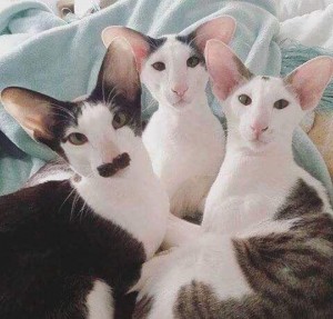 Создать мем: грузин и две грузинки, котики, грузинский кот