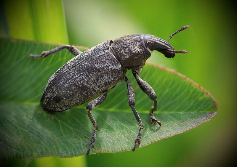 Create meme: beetle , weevil beetle, the elephant beetle