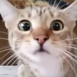 Create meme: cat, cat funny, the surprised cat