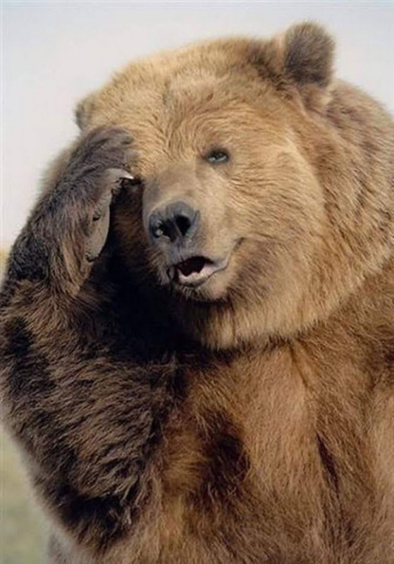 Create meme: brown bear, brown bear , bear bear