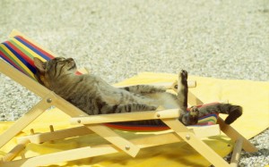 Create meme: cat on the beach, funny cat resting, cat resting on the sea