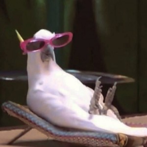 Создать мем: солнце монако мем, мем чайка, белый попугай