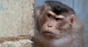 Create meme: Monkeys, monkey of podozrevala, photo monkey scratches his head
