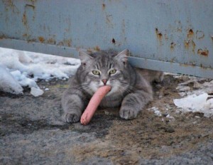 Create meme: cat sausage, guard cat, the cat that