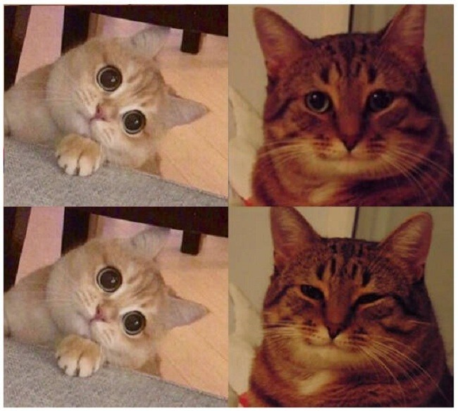 Создать мем: кот из мема, кот мем, котик мем