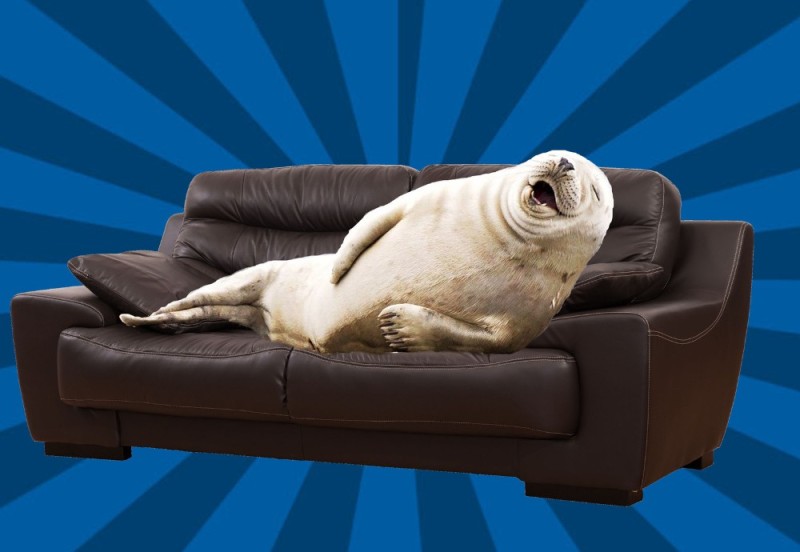 Create meme: the seal on the sofa, Two seals on the couch, thick seal