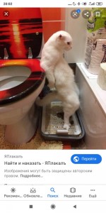 Create meme: photo of a shitting cat, cat funny, funny cats