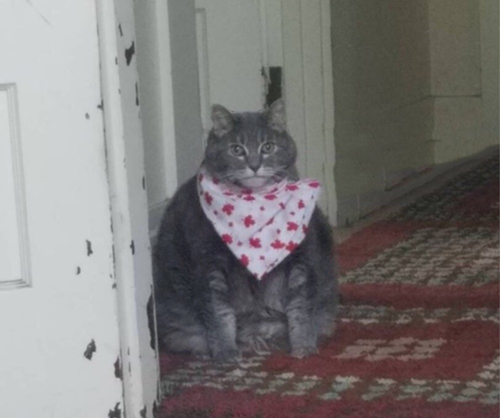 Создать мем: кот кушоц, толстый кот с платком, толстый кот в платочке