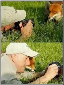 Create meme: Fox, animals Fox, Fox
