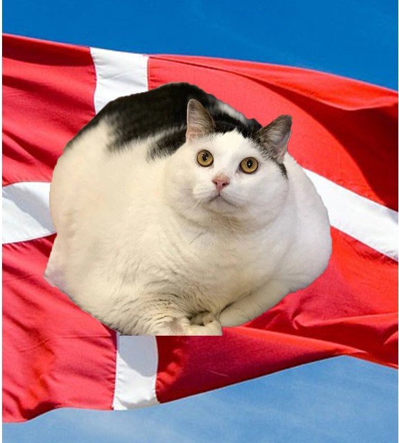 Создать мем: толстенький кот, жирный кот, кот