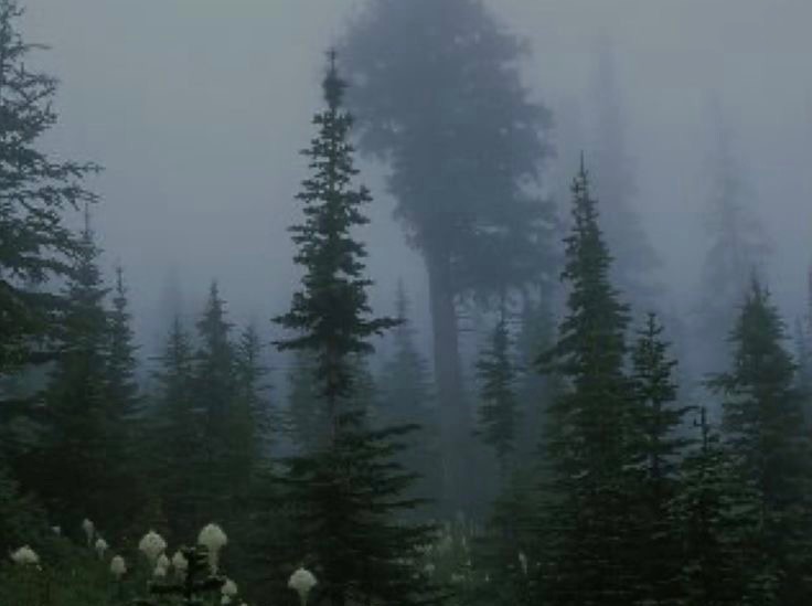 Create meme: misty forest in the mountains, forest misty, blurred image