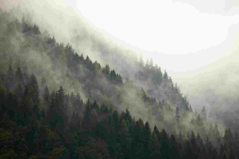 Create meme: nature fog, spruce in the fog, mist of the mountain