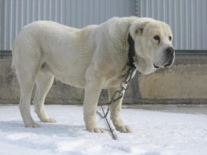 Create meme: Central Asian shepherd dog, a dog on a leash, Alabai bit