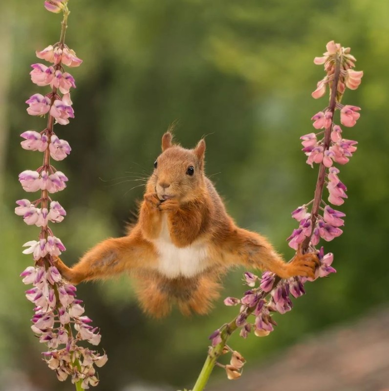 Create meme: squirrel van damme, protein , squirrel on the twine