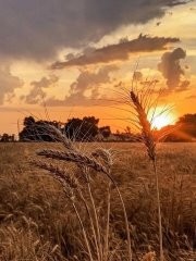 Create meme: rye field, ear field, field at sunset