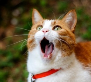 Create meme: cat red, the cat is yawning, cat smiles