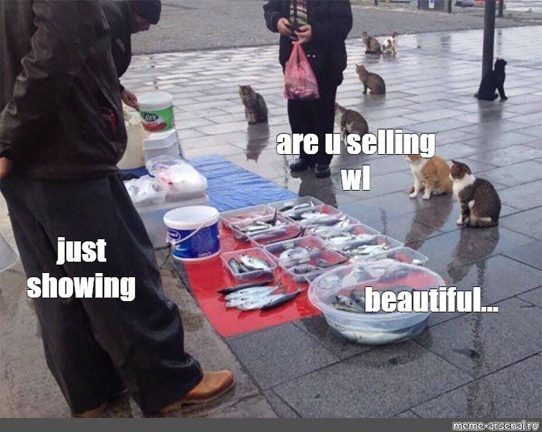 Котам рыбов. Мем про кота и рыбу. Только показываю красивое Мем. Рыба продаете красивое Мем. Вы продаете нет только показываем красивое.