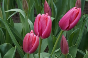 Create meme: tulips