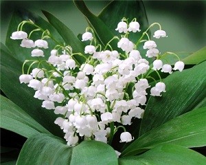Create meme: lily of the valley may, lily of the valley flower, lilies of the valley
