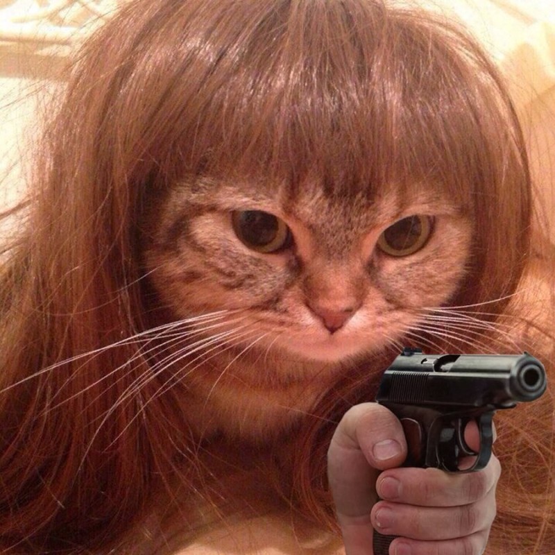 Create meme: cat with bangs, cat with a gun, cat cat