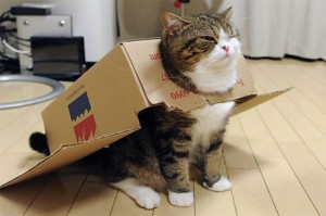 Создать мем: cat, кошка в коробке, кот мару