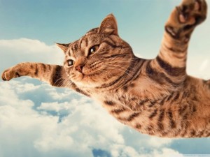 Create meme: cats, pictures of flying cats, flying cat