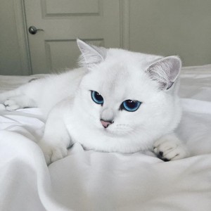 Create meme: cat, blue-eyed Brit Kobe, cats
