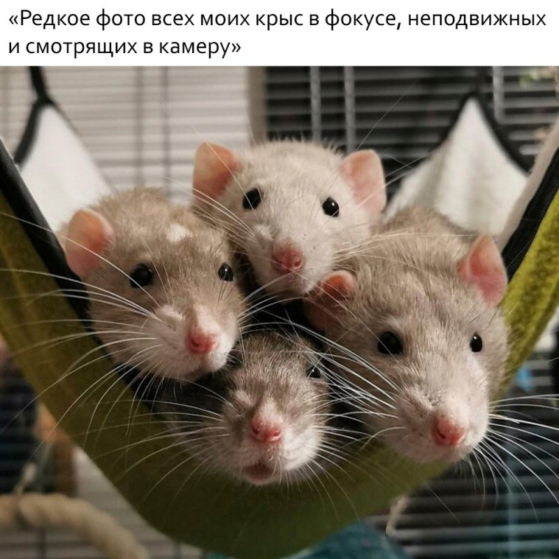 Создать мем: маленькие крысята, крыски дамбо, крысята дамбо