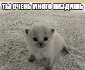 Create meme: adorable kittens, animals, kitty