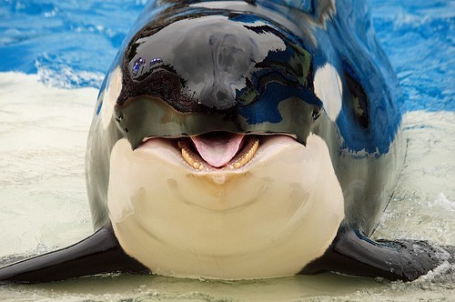 Создать мем: касатки мемы, orca mawshots, косатка