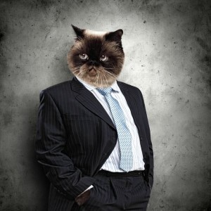 Создать мем: серьезный кот, коты в костюмах, деловой кот