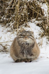 Create meme: manul winter, the picture Pallas ' cat in the snow, the Pallas cat in winter